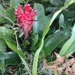 Billbergia pyramidalis Flower