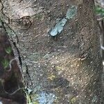 Schrebera alata Corteza