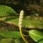 Potamogeton nodosus 花