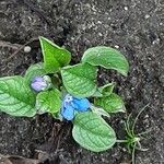 Omphalodes verna Flower