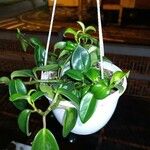 Peperomia scandens Leaf