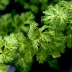 Anemone coronaria List