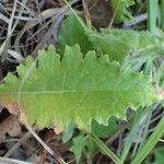 Cirsium tuberosum Foglia