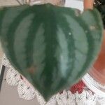 Peperomia argyreia Folha