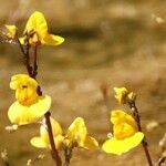 Utricularia vulgaris Flor