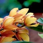 Cymbidium devonianum Cvet
