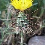 Centaurea sulphurea Flor