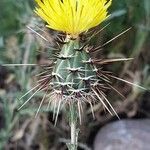 Centaurea sulphurea Blodyn