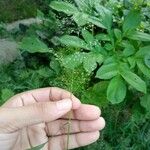 Eragrostis unioloides Rinde