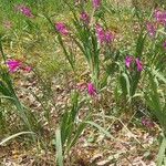 Gladiolus × byzantinus Vekstform