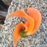 Butea monosperma Floare