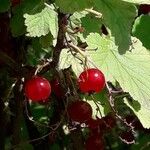 Ribes rubrum Fruit