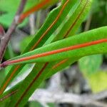 Planchonella cinerea Leaf