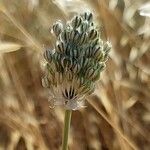 Allium guttatumFlower