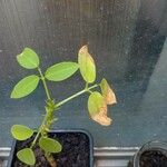 Erythrina crista-galli Blatt
