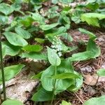 Maianthemum canadense Цветок