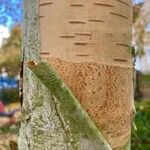 Betula ermanii 樹皮