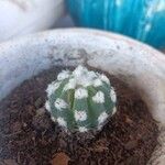 Astrophytum asterias Blatt