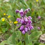 Phlomoides oreophila Flor