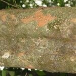 Pradosia ptychandra Bark