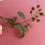 Rubus nessensis ᱵᱟᱦᱟ
