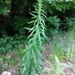 Digitalis lanata Yaprak