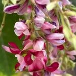 Lespedeza thunbergii Çiçek