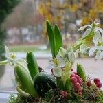 Ornithogalum balansae Flower