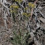 Crepis acuminata Habit