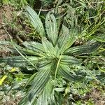 Plantago serraria Foglia