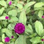 Gomphrena globosaFlower