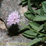 Scabiosa corsica Flower