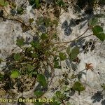 Marsilea strigosa Bark