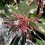 Clerodendrum quadriloculareFlor