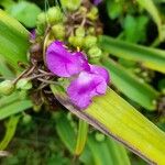 Tradescantia virginiana Fiore