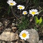 Leucanthemopsis alpinaFloro