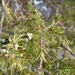 Juniperus communis Фрукт