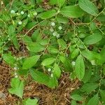 Vaccinium stamineum ഇല