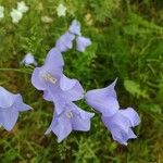 Campanula persicifoliaFloare