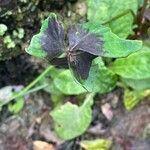 Oxalis tetraphylla 葉