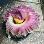 Amorphophallus paeoniifolius Flor