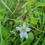 Nigella sativaFlor