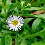 Erigeron speciosus Çiçek