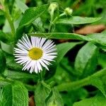 Erigeron speciosus ফুল