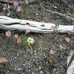 Phacelia bicolor आदत