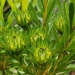 Aulax umbellata Flor