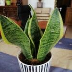 Sansevieria trifasciata Лист