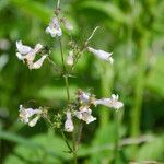 Penstemon canescens 花