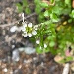 Cardamine hirsuta Floare