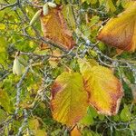 Corylus avellanaJani